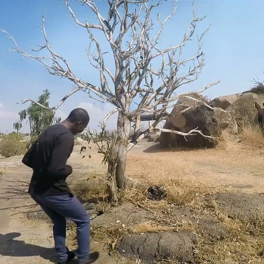 growing tree vfx forester, cinema 4d