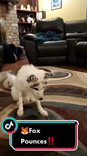 Fox Pouncing #fox #pounce #foxesoftiktok #petsoftiktok #petlife #dailyfloof #kids #love #laugh #smile #replay #cantstopwatching