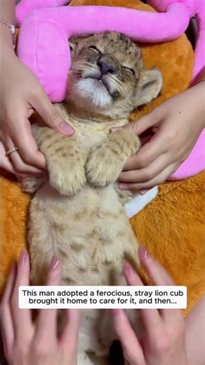 This man adopted a ferocious, stray lion cub, brought it home to care for it, and then...