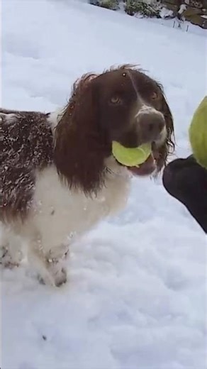 Springer spaniels love snow