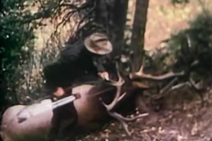 Old School Bowhunting: Fred Bear Downs Huge Bull in Classic Wyoming Hunt