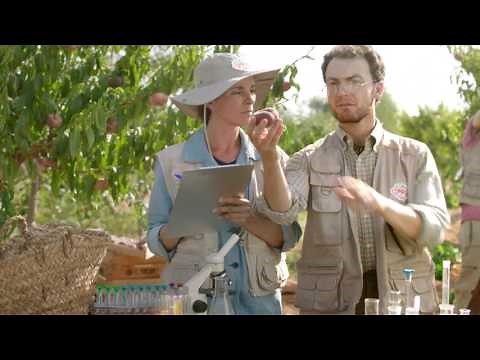 Compal Clássico Pêssego Paraguayo – Excelência 45