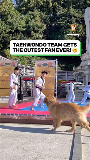 116K views · 3.7K reactions | Give this dog a black belt just because  | Fluffy Animals | Facebook