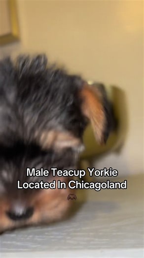 #Yorkie #teacup