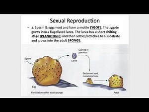 Sponges Lecture | BIO 104