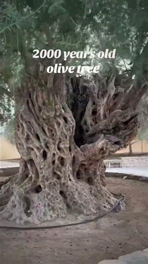 I found the 2000 years old Olive tree 🌳 #naturelovers #saveenvironment
