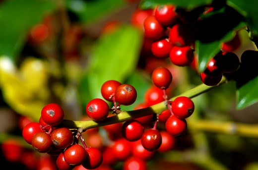 Difference Between Dioecious and Monoecious Plants