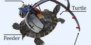 Parasitic Robot Steers Live Turtle With Tasty Snacks