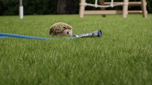 It's always greener on our side with the GOAT G1! Featuring accurate obstacle avoidance that ensures safety and smooth operation, the GOAT G1 knows where to mow and where not to. The AIVI 3D technology much beloved from our robot vacuum range ensures has been enhanced with an algorithm specific for outdoor usage so the robotic mower can easily avoid objects as small as 3-15cm such as pets, hoses, and stones. The GOAT G1 is available now at Bing Lee, Harvey Norman, JB Hi-Fi, Robot Lawn Mowers Aus