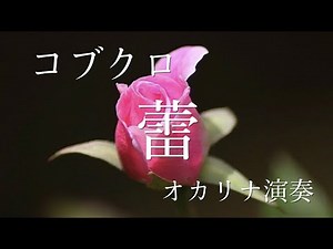 コブクロ『蕾』オカリナ演奏 ＃93