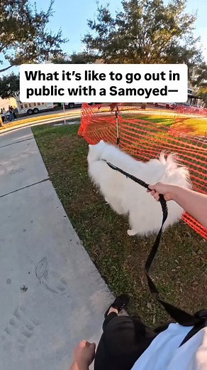 62K views · 305 reactions | He is a ☁️ #dogsofinstagram #dog #doglover #lifeisbetterwithadog | Data The Samoyed | Facebook