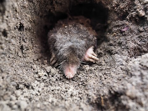 Ein Maulwurf gräbt sich ein.