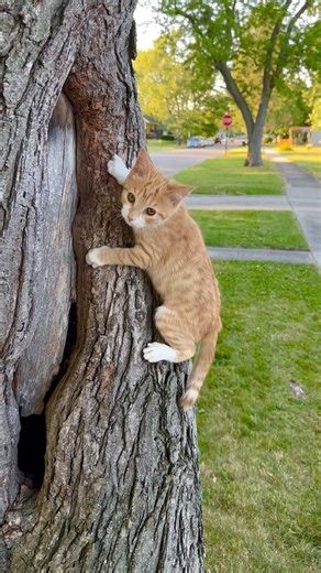 Learning to climb! 📣🐈