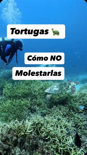 Buceo Aqualia | Centro Buceo La Herradura on Instagram: "“Las tortugas no huyen del ruido. Huyen del movimiento brusco, de que las persigas, de que invadas su espacio. Ritmo lento, distancia, dejar que ella decida. Comparte este reel 🤝 Y cuando la veas: distancia, calma, respeto."