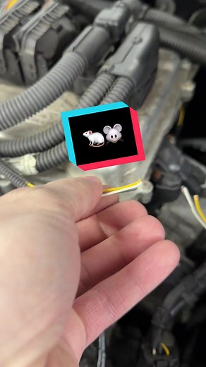 Prevent Rodent Damage to Engine Bay Wiring