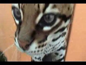 Pet Ocelot in Heat