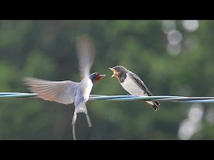 親ツバメから餌をもらう ツバメの巣立ち Barn Swallows