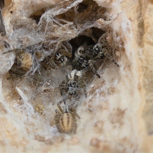 Stegodyphus lineatus babies, finally hitting a size where they're not so microscopic! 😍 they remind me of little white tigers with all that striping 🐅 | Marshall Arachnids