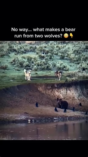 Bear Runs From Two Wolves in Yellowstone #animal #fyp #fypviral #foryou #viralvideo