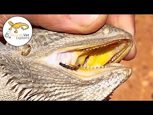 Should Bearded Dragons Eat Fruit?