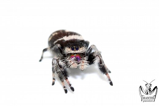 Fiche d'élevage - Phidippus regius - Mantis Passion