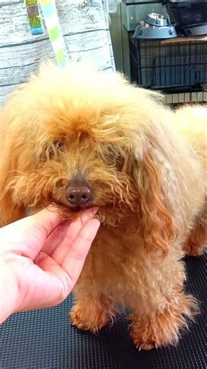 目元スッキリで激カワ！トイプー・まる君10歳8ヶ月 #toypoodle #shorts #トイプードル #トリミング #カット #佐野市