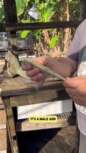 Did You Know This About Rhinoceros Iguanas?