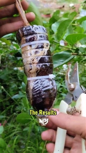 Before - After air layering 100 % success full. #airlayering #grafting #gardeningtips #nature #craft