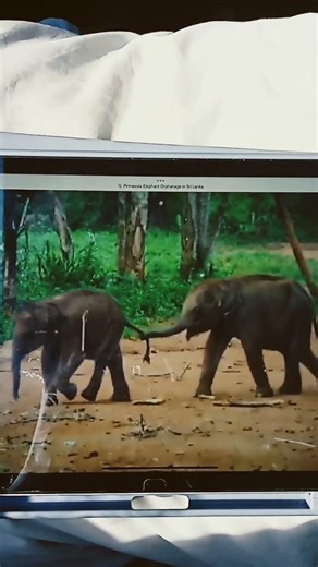 Baby Elephant Roaring Sound Effects