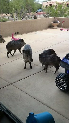 Wild Javelinas Make a Visit to Arizona Home || ViralHog