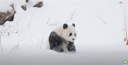 VIDEO: Watch the National Zoo’s New Pandas Play in the Snow - Washingtonian