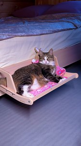 571K views · 1.2K reactions | Doux, confortable, parfait – un lit pour votre animal de compagnie ‍⬛彩 | Brico Sympa | Facebook