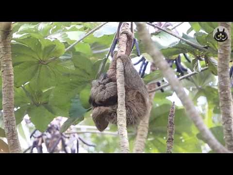Endangered Maned Sloth Enjoying The Day !