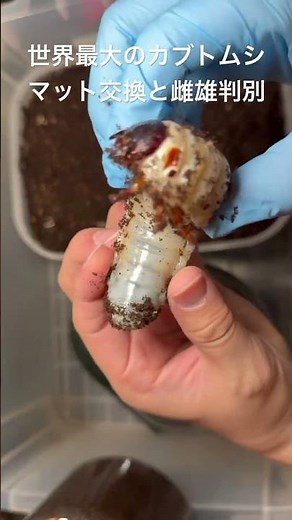世界最大のカブトムシのマット交換と雌雄判別。どっちもメスっぽい