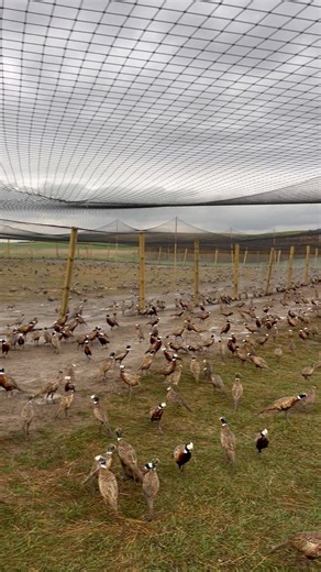 It’s a calm day after a bunch of rain. These guys are happy to be drying off! | Pete’s Pheasant Farm
