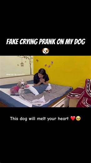 Fake Crying in Front of My Dog… Her Reaction Broke Me 😭🐶 #dogshorts #pets #prank #trending #viral