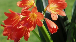 Eine Klivie vermehren: Aussaat, Teilen und Pflegetipps