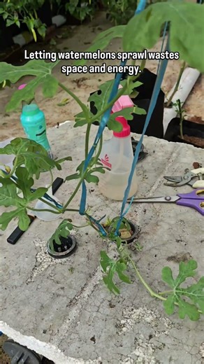 String training directs growth and simplifies maintenance.