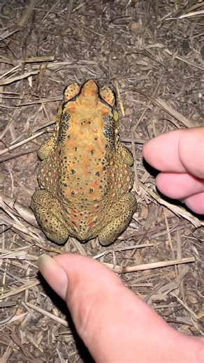 Hello catch big toads just funny funny 🤣😝😂😘😄😁😅😂