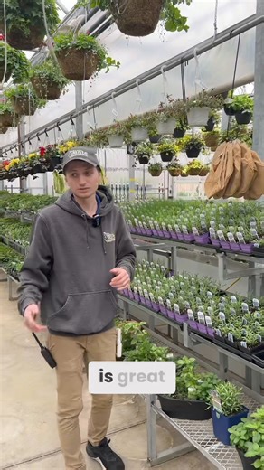 🌿🍅 Exciting news! Fresh herbs and veggie starters are now available in our Greenhouses! 🌱🥕 We even have little pre-made arrangements for your convenience. From pepper plants to a variety of herbs, they're all ready to go! Get a headstart on your garden this year by grabbing yours now. 🌱 You can even start planting now for potatoes, onions, rhubarb, asparagus, and garlic. Plus, don't forget to check out our wooden planter boxes available to order! 🌿🌾 #GreenhouseGoodness #HomeGarden #FreshS