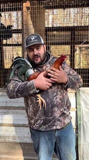 💪💪💪 Choice of Sweater rooster-Albany rooster-Leiper/grey stag-Spangled Col givens hatch stag-Oak grove ylh rooster-Lacy rh pullet-McLean pullet-Leiper pullet💪💪💪 20 donation 25 spots#gamefowl #gamefowllife #gamefarm #gamefowlbreeders #fowl