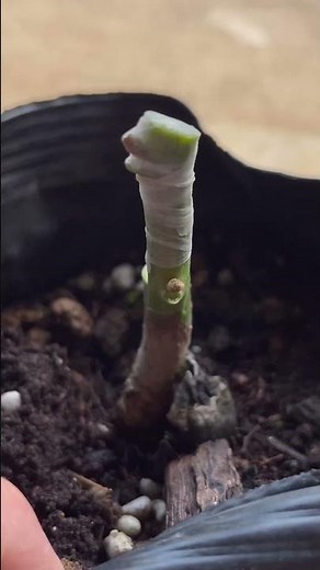 台木の切れ込みは少し斜めに入れる #アボカド #接木