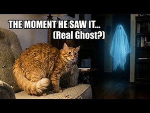 Can Cats See Ghosts? 13 Reasons Behind Those Midnight Stares