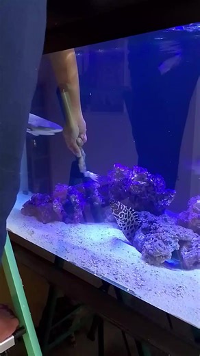 Feeding Moray Eels in the Aquarium