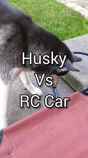 What did this dog find? Oh, it's her nemesis! The RC Car! get it Kira! #dogs #siberianhuskies #funnydog #cuteanimals | Gone to the Snow Dogs