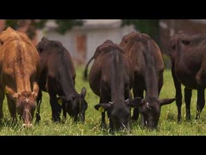 Meet the DeJong Family of Working Cows Dairy in Alabama