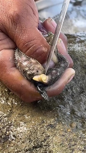 sea purse #Amazing #viralvideo #foryou #you | purse