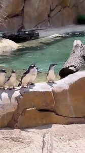 It’s a penguin line up! | Cincinnati Zoo & Botanical Garden