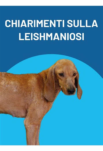 🦠 Leishmaniosi: Vaccino sì o vaccino no? Facciamo chiarezza! 🐕 Sulla leishmaniosi girano ancora troppi dubbi e falsi miti. È il momento di fare chiarezza per il bene del tuo amico a quattro zampe! 🐾 In questo video ti spieghiamo: * ❓ Cos'è davvero la leishmaniosi e come si trasmette. * 🛡️ Come funziona il vaccino e perché protegge il tuo cane. * 💡 Quando è consigliato farlo (e quando no). La prevenzione è la migliore dimostrazione d'amore. Guarda il Reel per scoprire la verità! 👇 Indirizzo