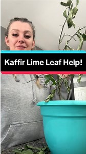 Please excuse my appearance. I’m home sick and I just woke up. But what is your tips on how to care of a kaffir lime leaf plant? Comment with your tips! #kaffir #kaffirlimeleaf #asianplants #limeleaf #cambodia #hmong #lao #thai #planttips #plant #gardening #garden #plantlovers #indoorplants #lowellma | Hungry Housewife